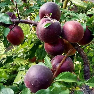 Шарафуга БЕЛЛА РОЯЛЬ в Дзержинске