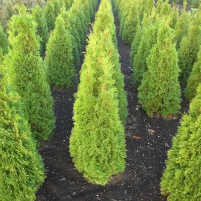 Туя САННИ СМАРАГД западная  в Дзержинске