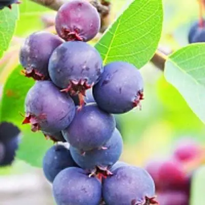 Ирга СМОУКИ в Дзержинске