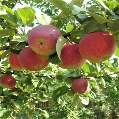 Яблоня ОРЛИК в Дзержинске