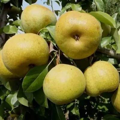 Груша ПЛАТОНОВСКАЯ в Дзержинске