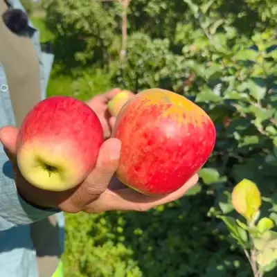 Яблоня БЛАГАЯ ВЕСТЬ в Дзержинске