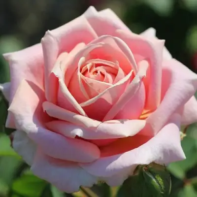 Роза ФРЕДЕРИК МИСТРАЛЬ чайно-гибридная в Дзержинске