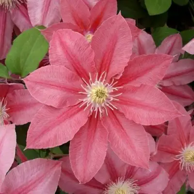 Клематис ЛИТЛ МЕРМЕЙД в Дзержинске