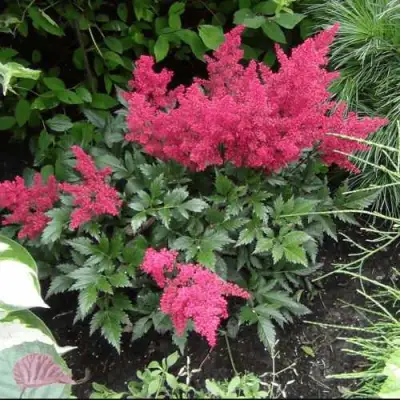 Астильба БОНН японская в Дзержинске