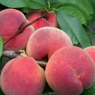 Персик ЮБИЛЕЙ СТОЛИЦЫ колонновидный в Дзержинске