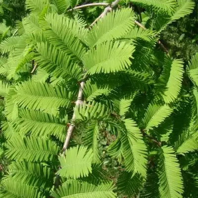 Метасеквойя  ГЛИПТОСТРОБОИДНАЯ  в Дзержинске