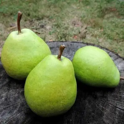 Груша БЕРЕ ЛЮКА в Дзержинске