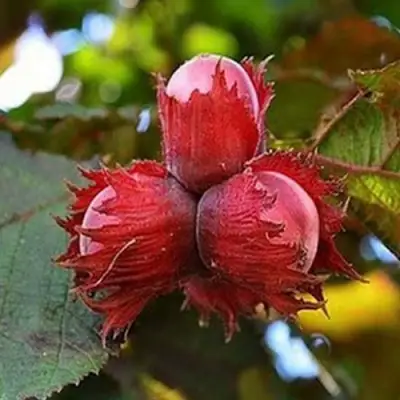 Фундук КРАСНЫЙ ЯНТАРЬ в Дзержинске