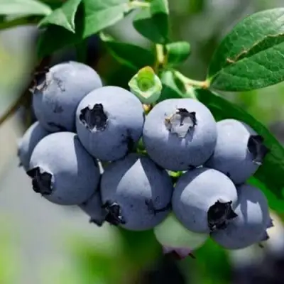 Голубика СИЕРРА в Дзержинске