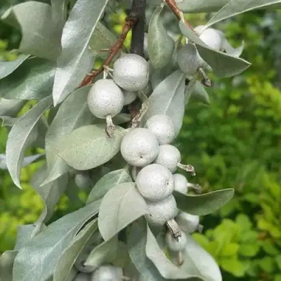 ЛОХ СЕРЕБРИСТЫЙ в Дзержинске