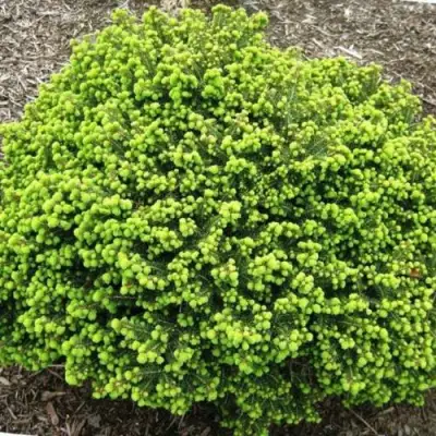 Ель ЛИТЛ ДЖЕМ обыкновенная в Дзержинске