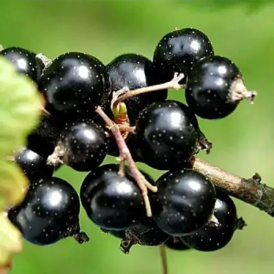 Смородина чёрная ЦЕРЕРА в Дзержинске