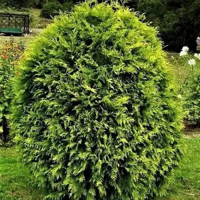 Туя ТИП ТОП западная в Дзержинске