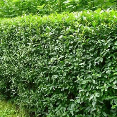 Бирючина обыкновенная в Дзержинске