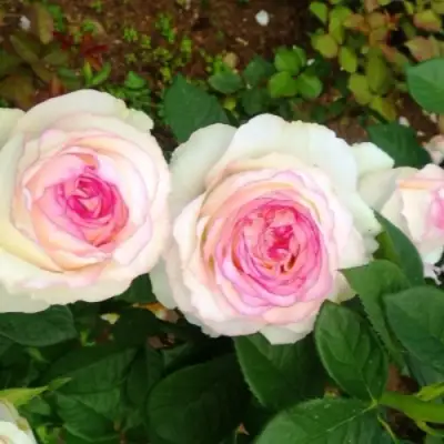 Роза ДОЛЬЧЕ ВИТА чайно-гибридная в Дзержинске