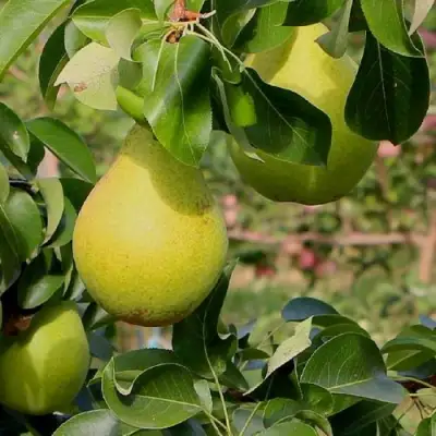 Груша ДОБРЯНКА в Дзержинске