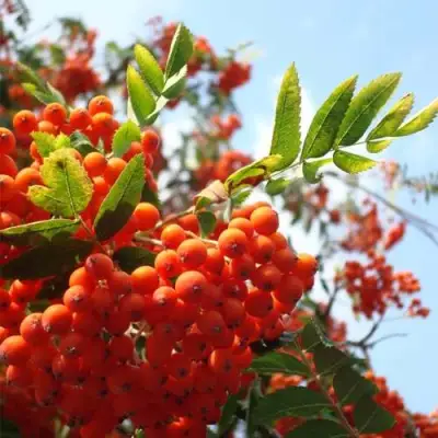 Рябина ВЕФЕД сладкоплодная в Дзержинске