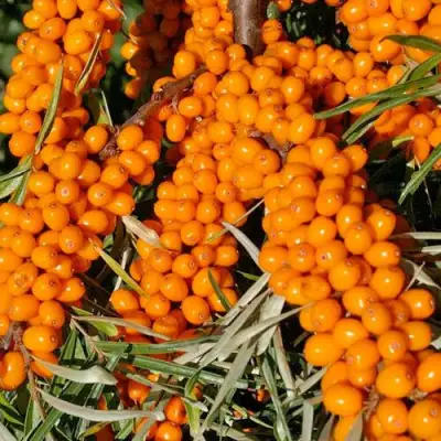 Облепиха ЕЛИЗАВЕТА в Дзержинске