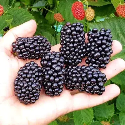 Ежевика ОУАЧИТА бесшипная  в Дзержинске