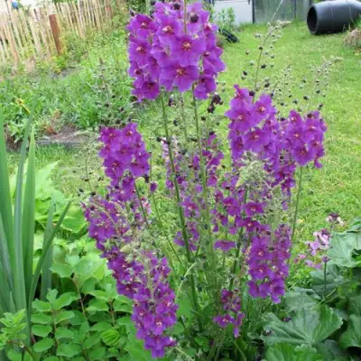 Коровяк ВИОЛЕТТА (вербаскум) в Дзержинске