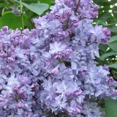 Сирень НЕБО МОСКВЫ в Дзержинске