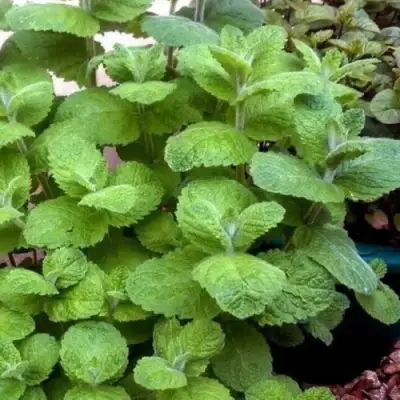 Мята яблочная в Дзержинске