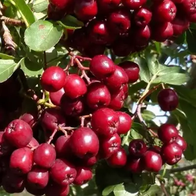 Рябина ГРАНАТНАЯ сладкоплодная в Дзержинске