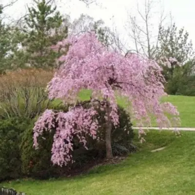 Сакура КИКУ ШИДАРЕ в Дзержинске