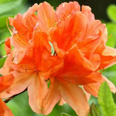 Азалия ГЕЙША ОРАНЖ японская в Дзержинске