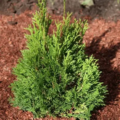 Туя МИКИ западная в Дзержинске