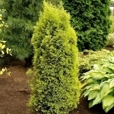 Можжевельник ГОЛД КОН обыкновенный в Дзержинске
