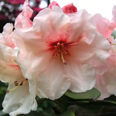 Рододендрон ХАНЯ	 в Дзержинске