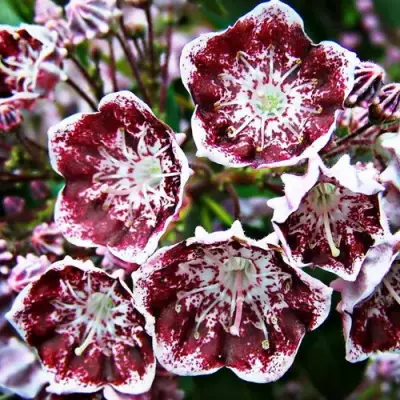 Кальмия БЛЕК ЛЕЙБЛ  в Дзержинске