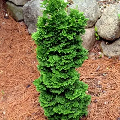 Туя СПИРАЛИС МИНИ западная в Дзержинске