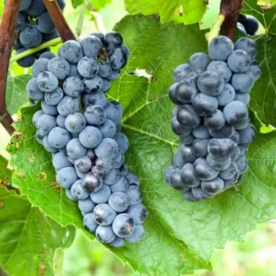 Виноград ВЭЛИАНТ в Дзержинске