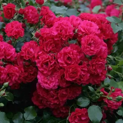 Роза РАДОСТЬ САДОВНИКА (ГАРТЕН ФРОЙДЕ) почвопокровная в Дзержинске