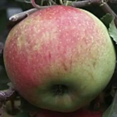 Яблоня СОКОЛОВСКОЕ стелющаяся в Дзержинске