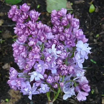 Сирень НАДЕЖДА в Дзержинске