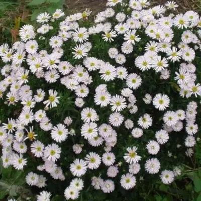 Астра ВАЙС многолетняя в Дзержинске