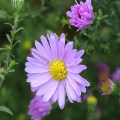 Астра СТРОУБЕРРИ ЭНД КРИМ новобельгийская в Дзержинске