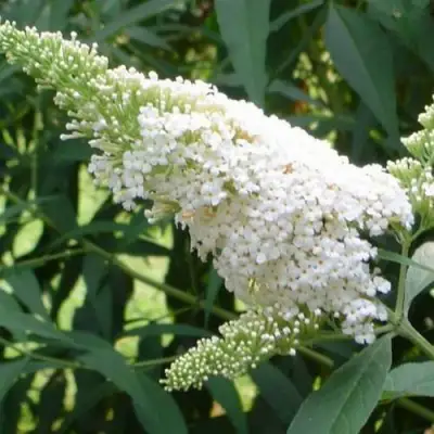 Буддлея давида ВАЙТ ПРОФЬЮЖН в Дзержинске