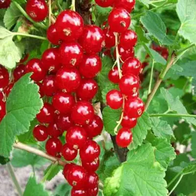 Смородина красная ФЕРТОДИ в Дзержинске