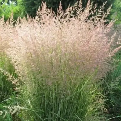 Вейник ОВЕРДАМ остроцветковый в Дзержинске