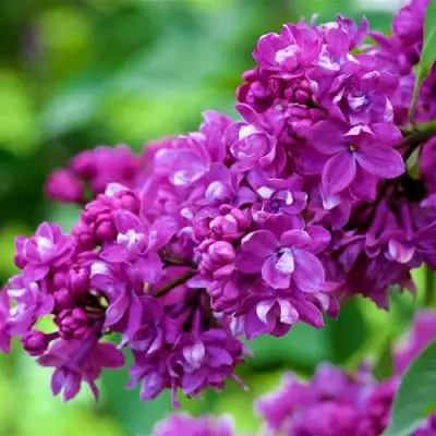 Сирень ОГНИ ДОНБАССА в Дзержинске