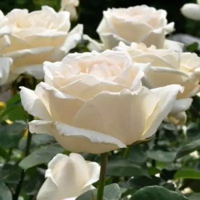 Роза БОИНГ чайно-гибридная в Дзержинске