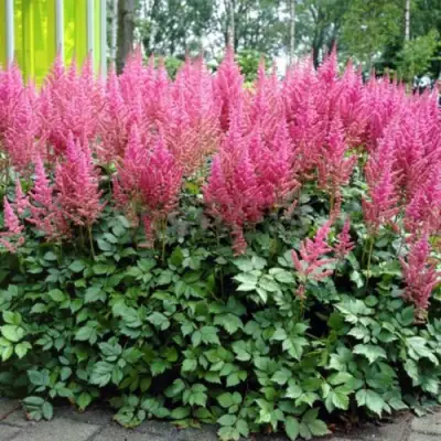 Астильба ВИЖНС ИН ПИНК китайская в Дзержинске