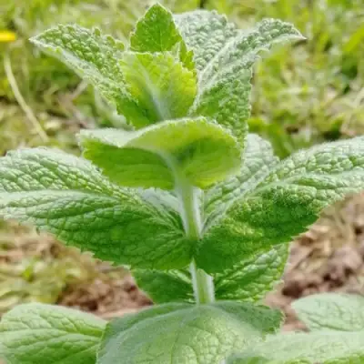 Мята яблочная в Дзержинске