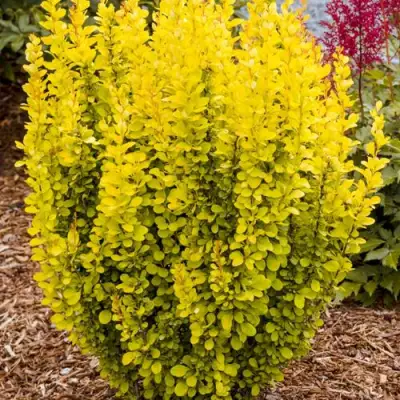 Барбарис ГОЛДЕН ТОРЧ тунберга в Дзержинске