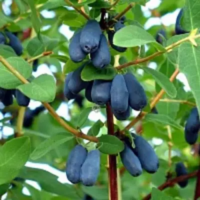 Жимолость съедобная АМФОРА в Дзержинске